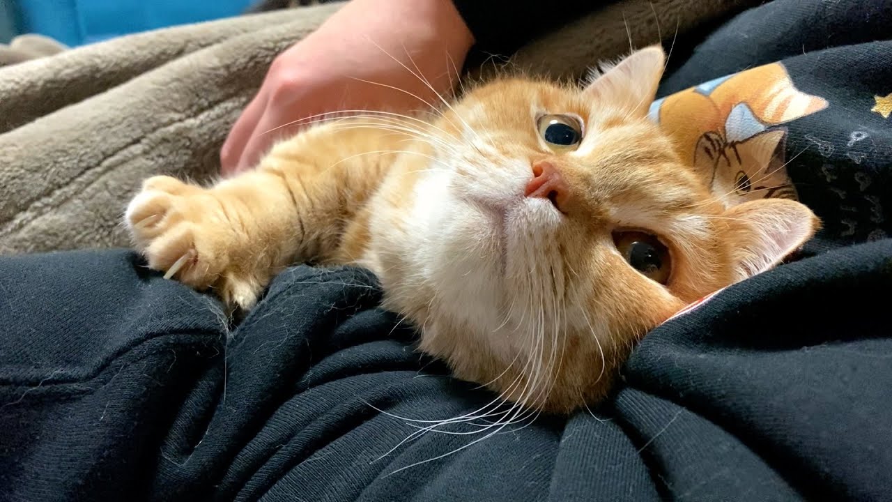 愛猫との添い寝（ハッピーエンド）
