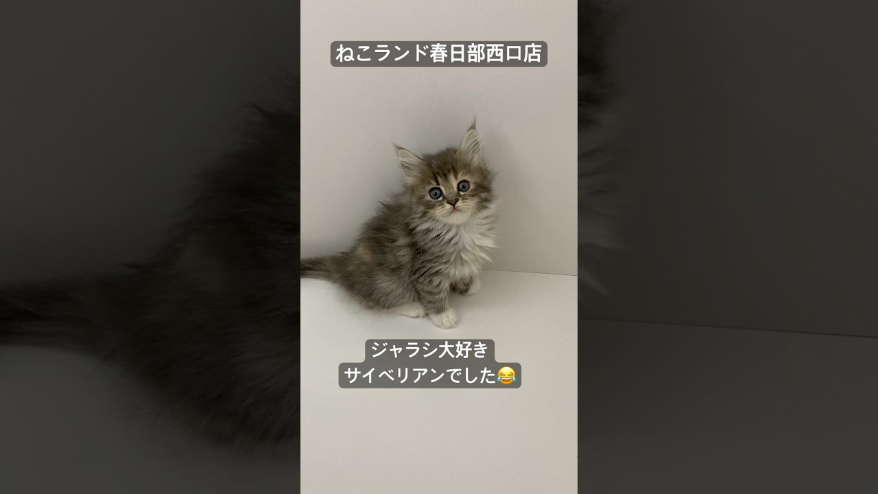 【子猫販売】#サイベリアン #cats #ペットショップ #ねこランド #春日部