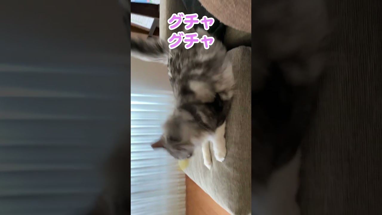 紙飛行機に飛びつき破壊する大型猫#メインクーン#shorts