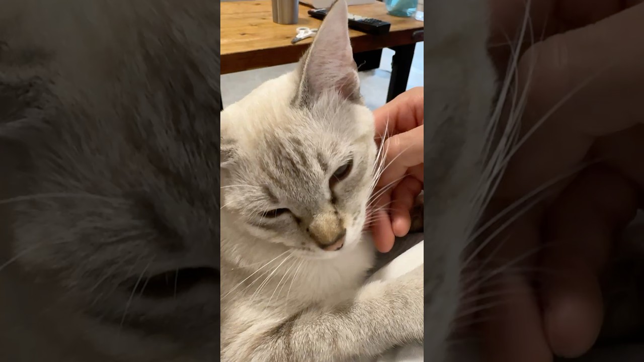 撫でられて満足そう！　#元保護猫　#シャムトラ　#シャムミックス　#cat #猫耳 #kitten #シャムmix  #子猫 #猫耳