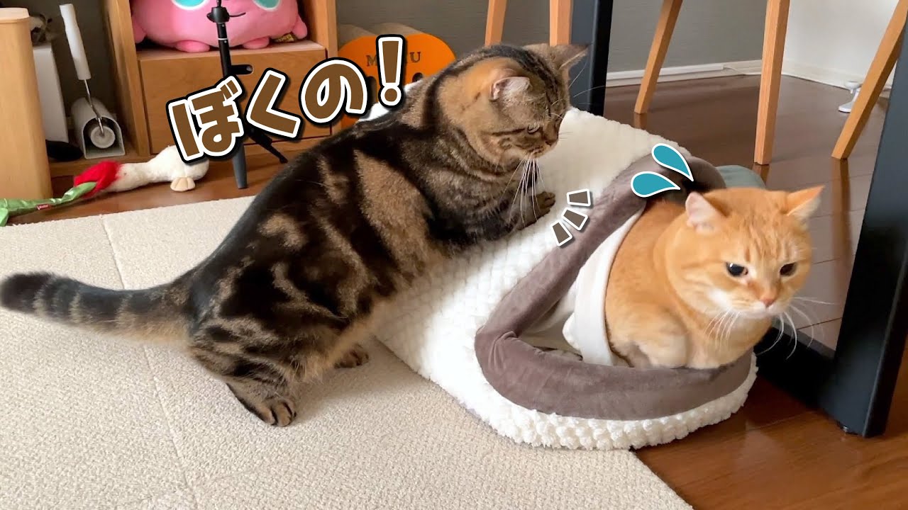 お気に入りのベッドを兄猫に取られた弟猫がまさかの行動に出ました！