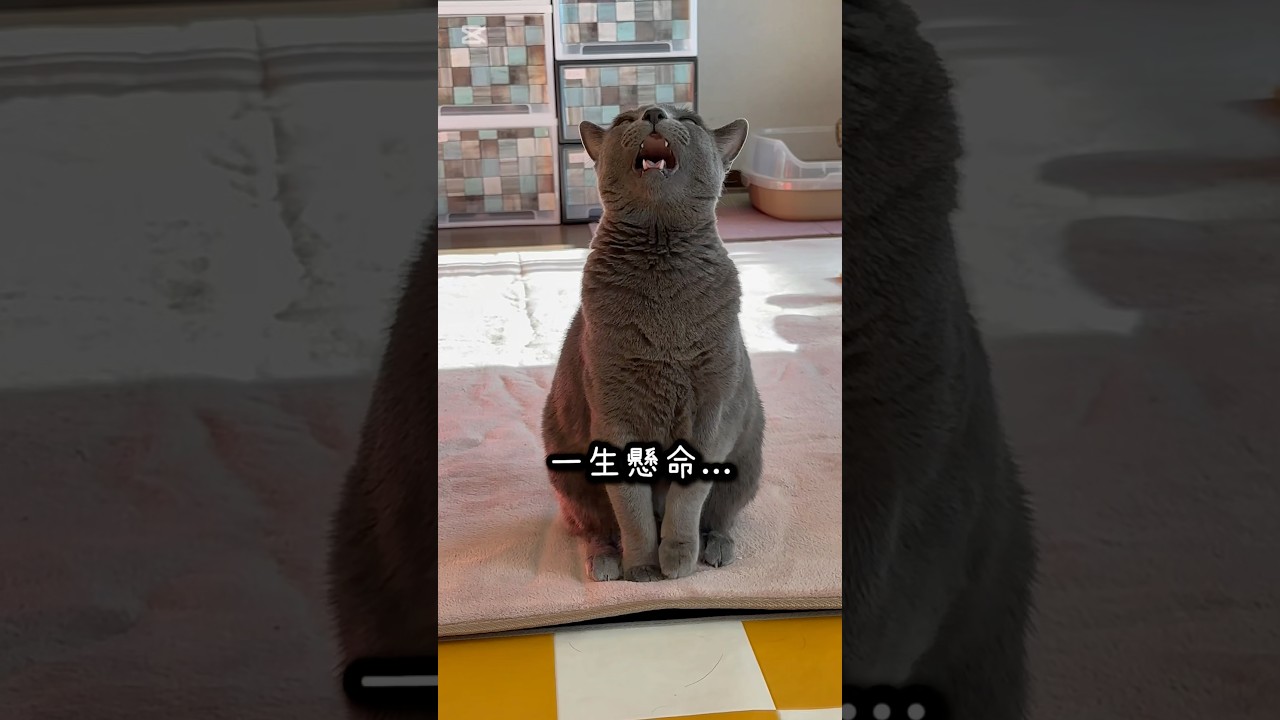 【ロシアンブルー】めろん〜一生懸命何かしゃべってる🫢【猫】#shorts