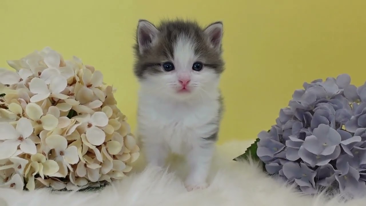 ノルウェージャンフォレストキャット 綺麗なハチワレに可愛いお顔！ふわっとした毛吹きがGOOD♪（毛色：ブルーマッカレルタビー&ホワイト）