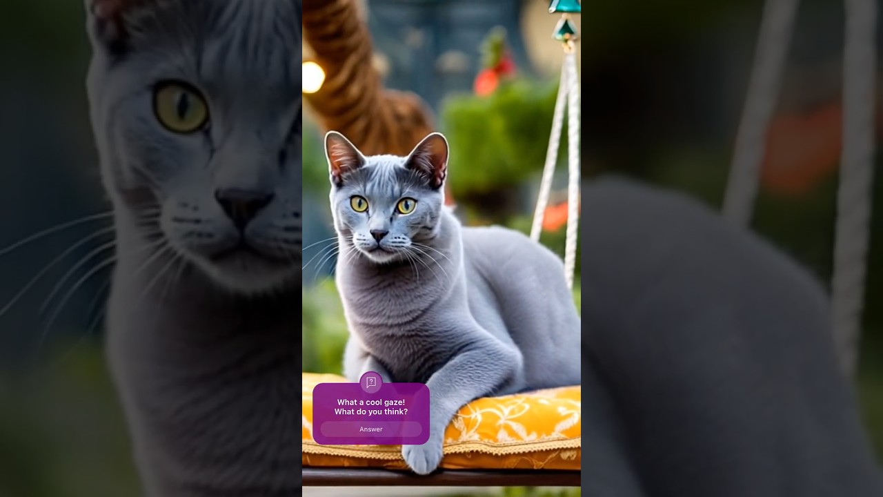 Swaying Russian Blue Cat