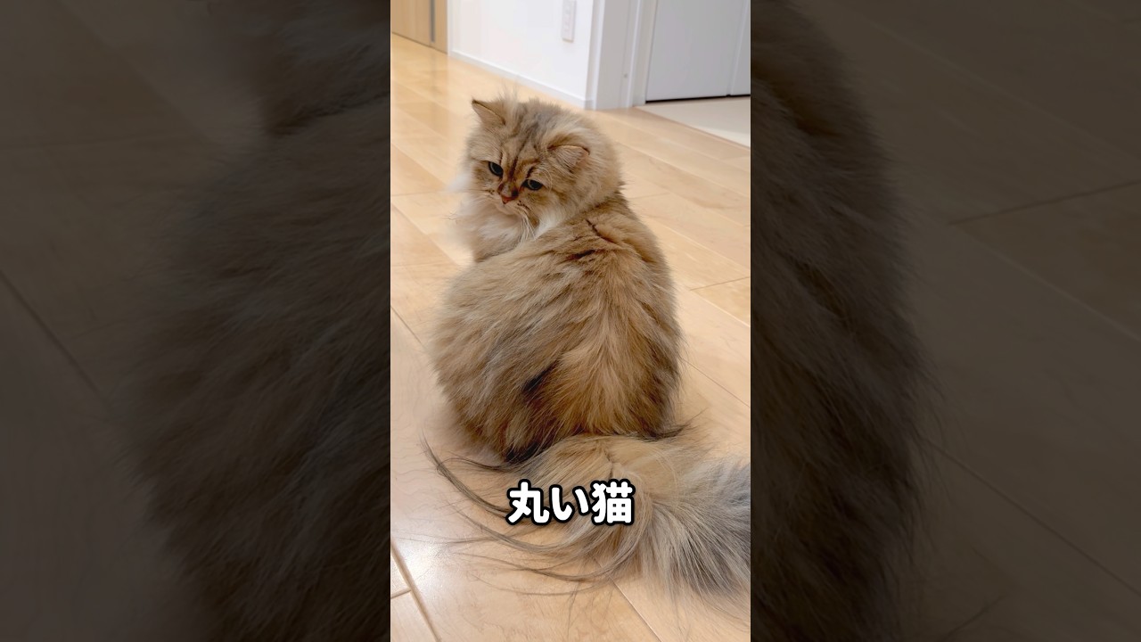 丸い猫が透明ボウルに入ると… 【サイベリアン】 #Shorts