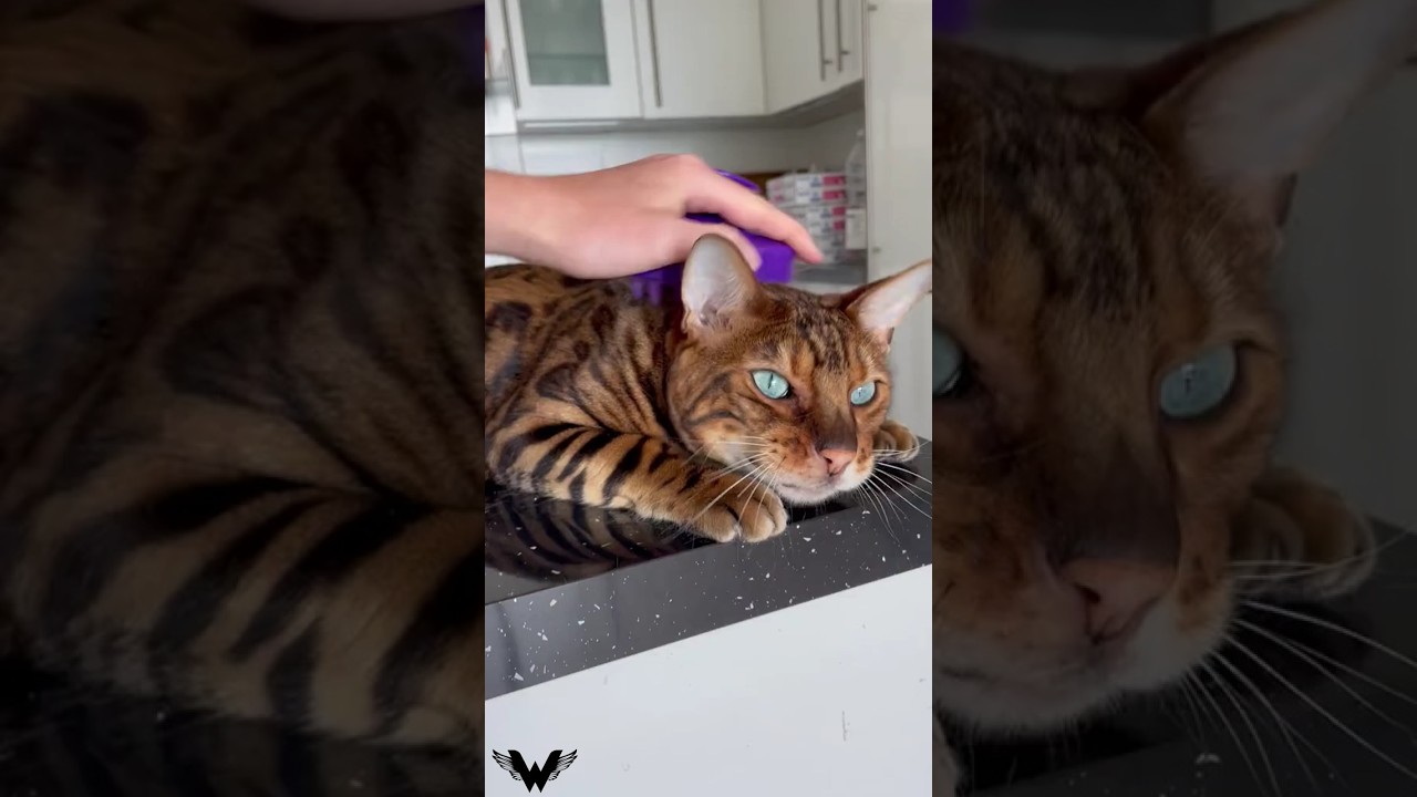 Discover the Stunning World of Exotic Cat Breeds 🐾 Bengal, Savannah & More!#cat #catcare #pets #cats