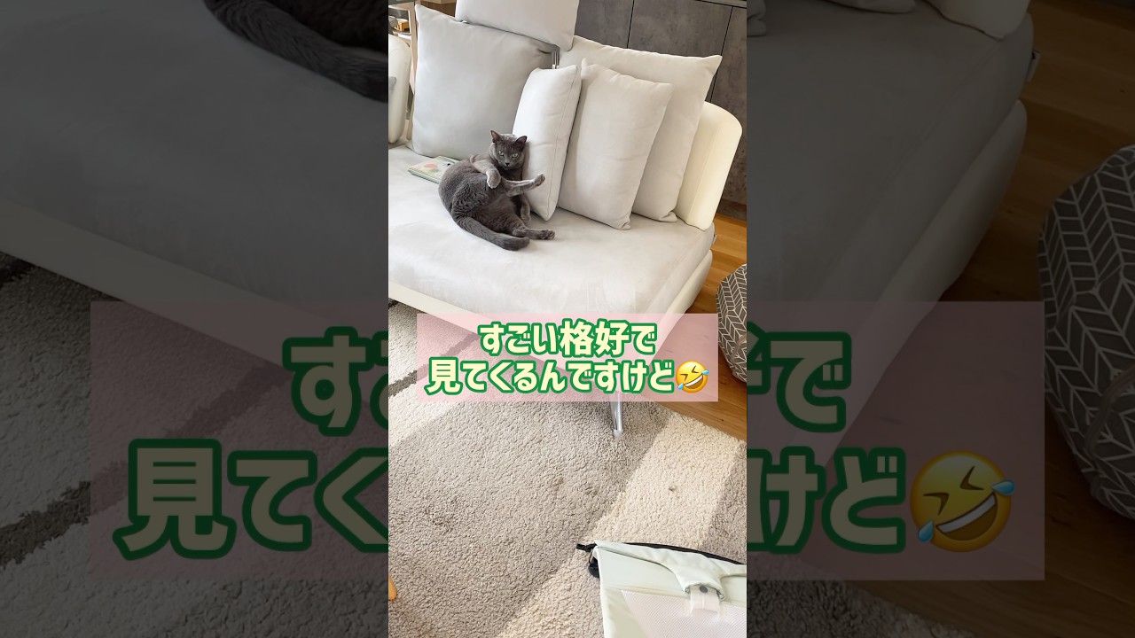 いつも目が合う😳‼︎ #保護猫 #ロシアンブルー #cat