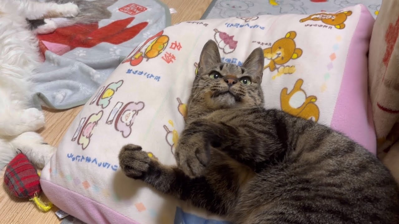 無邪気に遊ぶうまちゃんとパンクのコンビネーションに笑いが止まらない😆