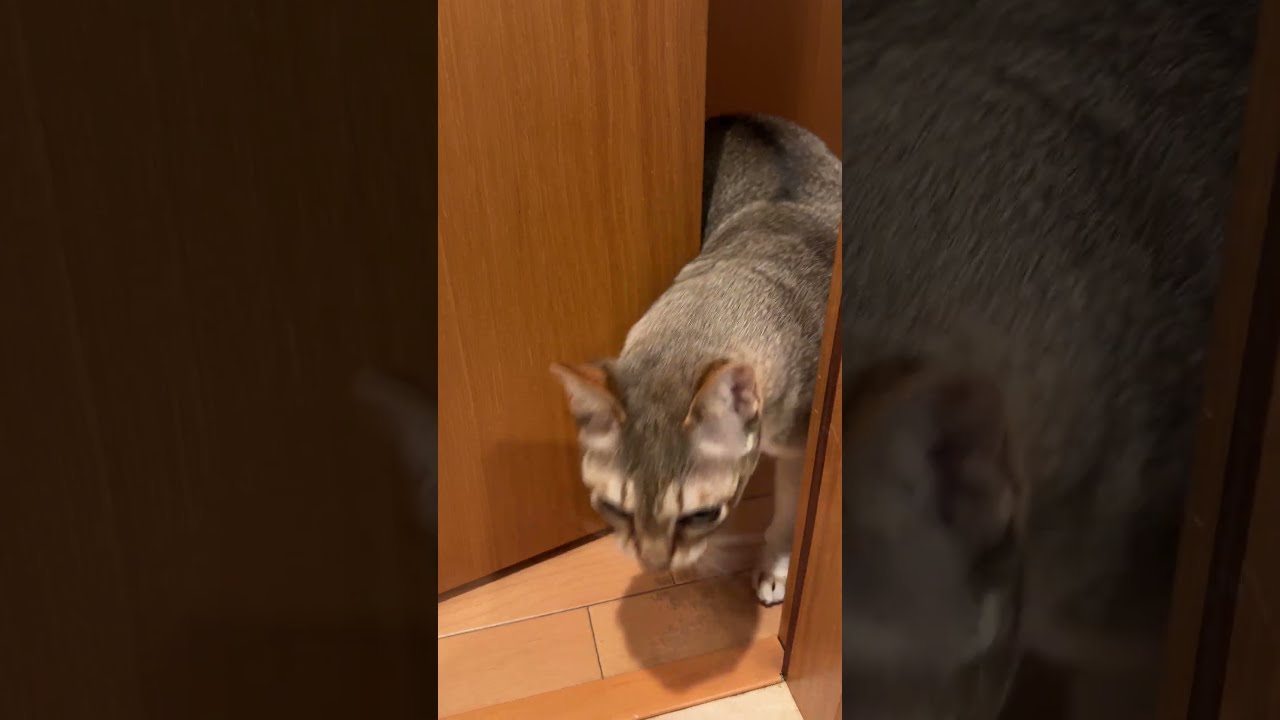 出たり入ったりして人間にアピールするシンガプーラなのにゃ♪#cat #シンガプーラ#singapura