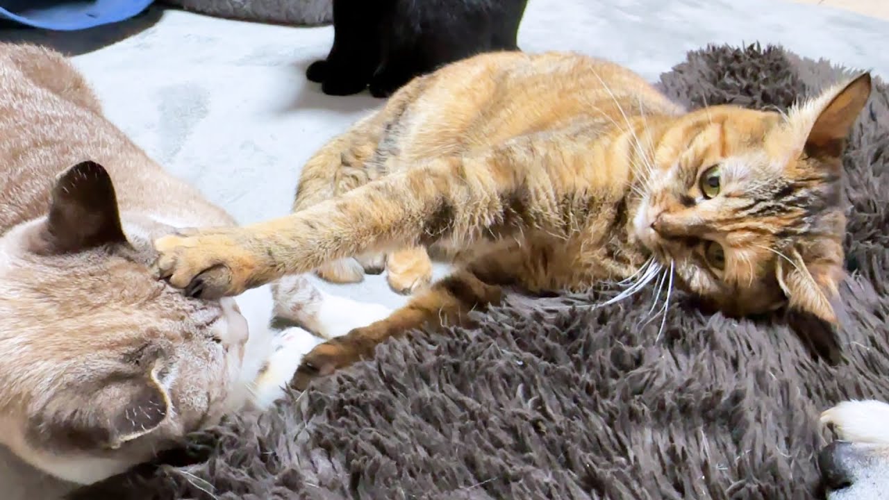 姉猫にオラオラされると勘違いした末っ子猫が間違いと気づいた時のお顔が可愛すぎます笑