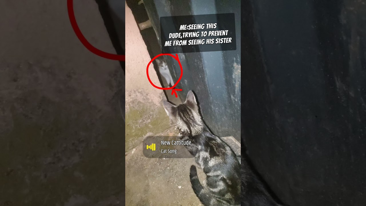 Me:seeing this dude trying to prevent me from seeing his sister 🐈#shorts #cat #betterthanyouremember