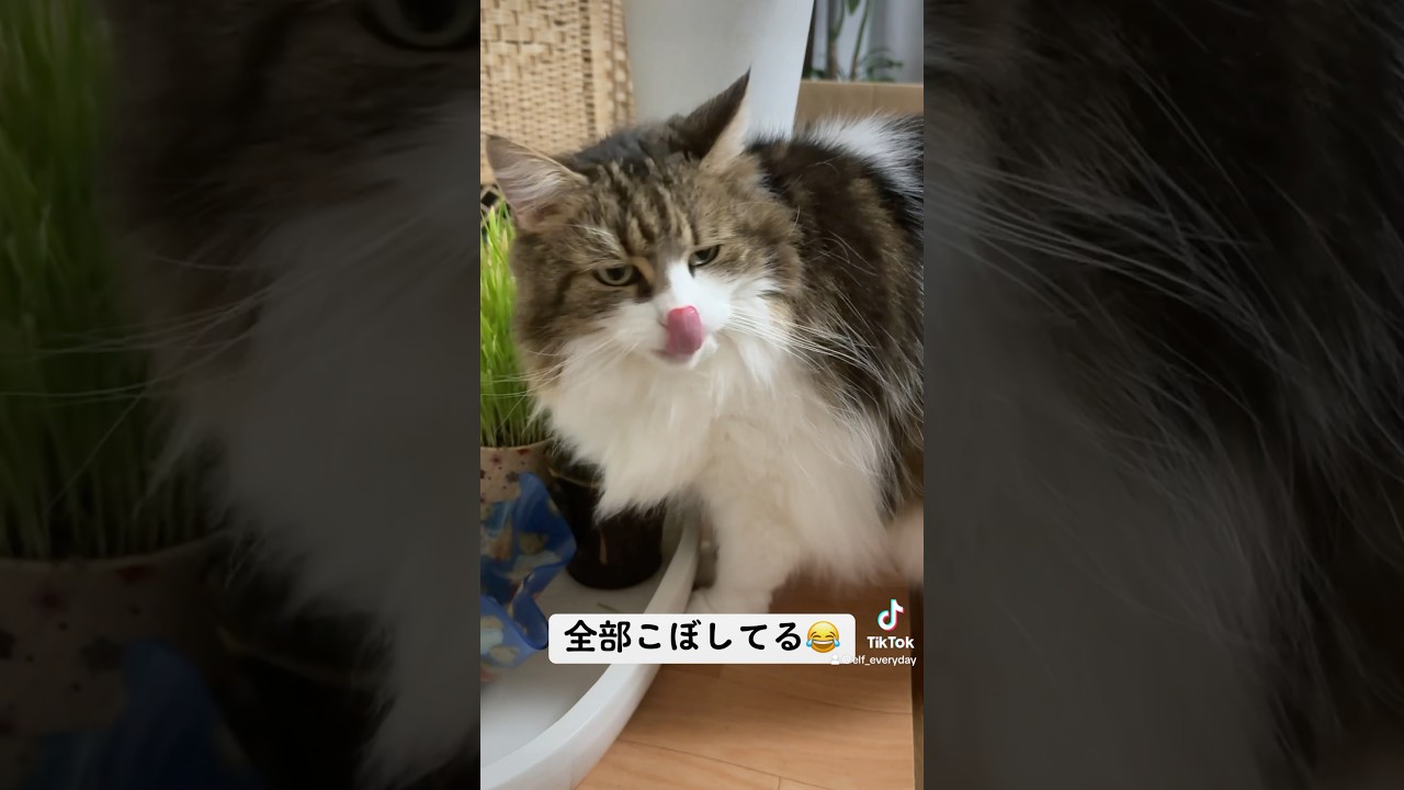 水を飲むのがヘタな猫🐈  #猫 #cat #ノルウェージャンフォレストキャット