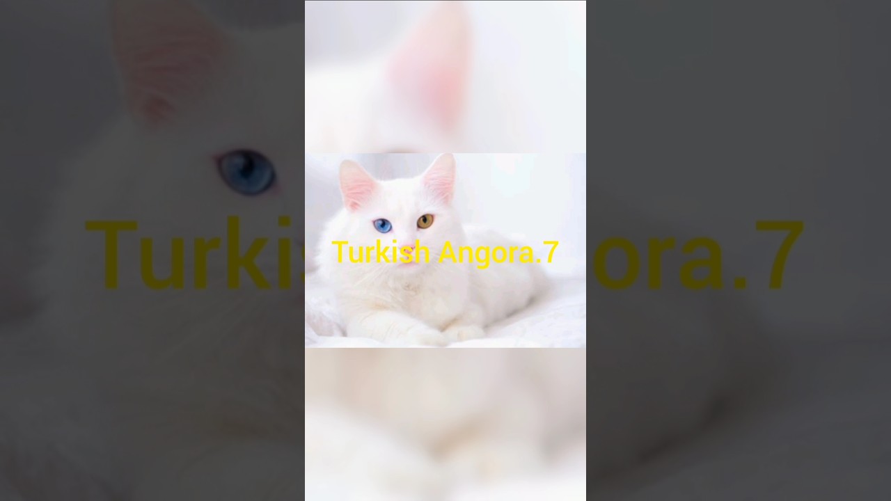 Top 7 most beautiful cat breads in the world part 2.|cat image video | cat funny video| #cat
