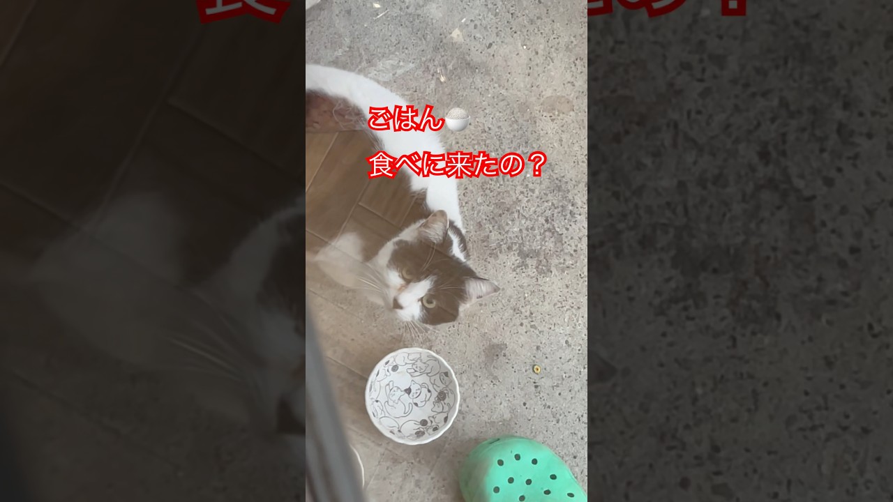 白黒ちゃんごはんのおねだり#cat#japan#ねこ#日本猫#猫のいる暮らし#野良猫#猫動画#癒し#ペット#ごはん#ショート#おすすめ#short#shorts