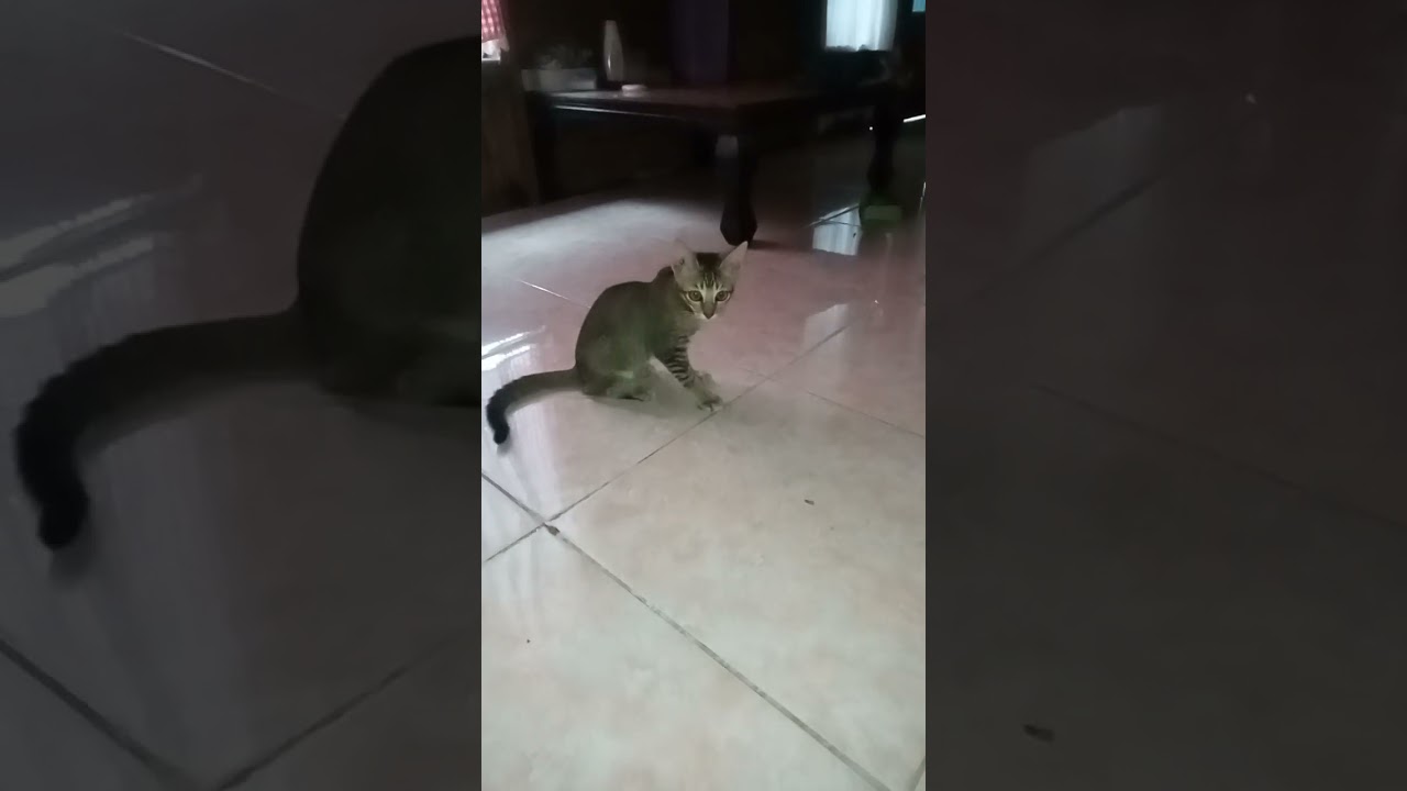 Video shorts#yang satu diem aja#shorts#viral.