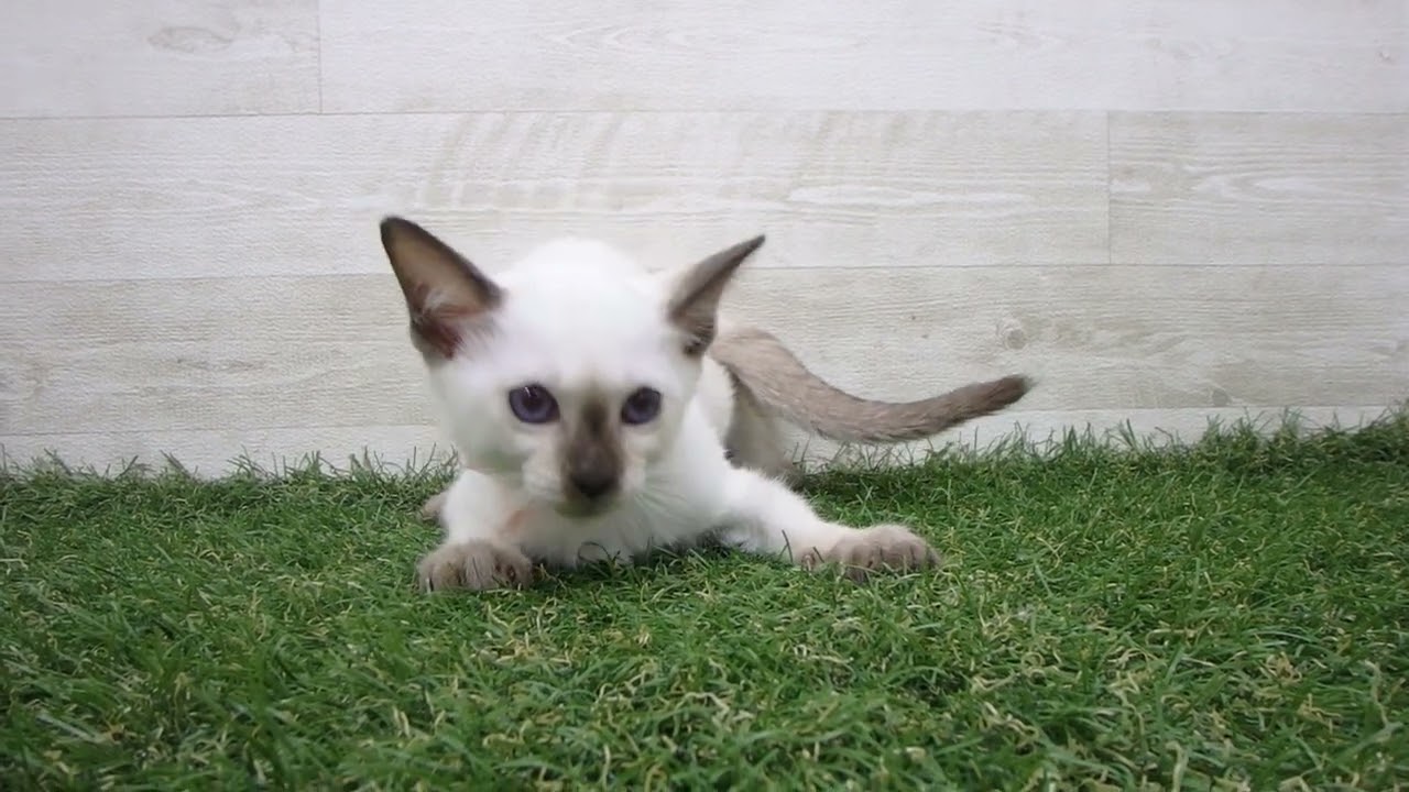 Coo&RIKU　No00699632 トンキニーズ