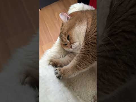Meowndays!