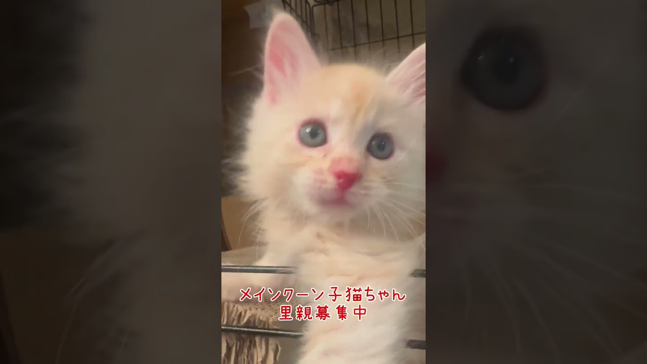 #子猫 #里親募集中子猫アゴはネコ #メインクーン子猫