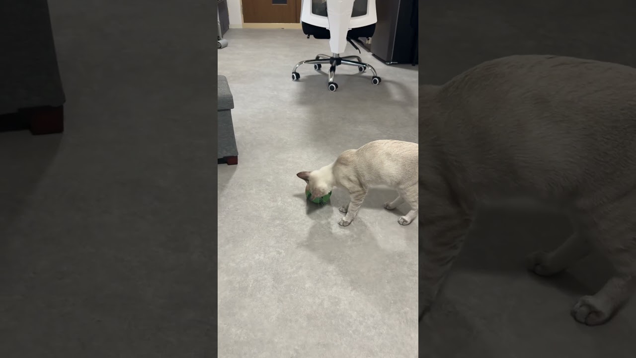 おもちゃを持ち逃げるやつ　#元保護猫　#シャムトラ　#シャムミックス　#cat #猫耳 #kitten #シャムmix  #子猫 #猫耳