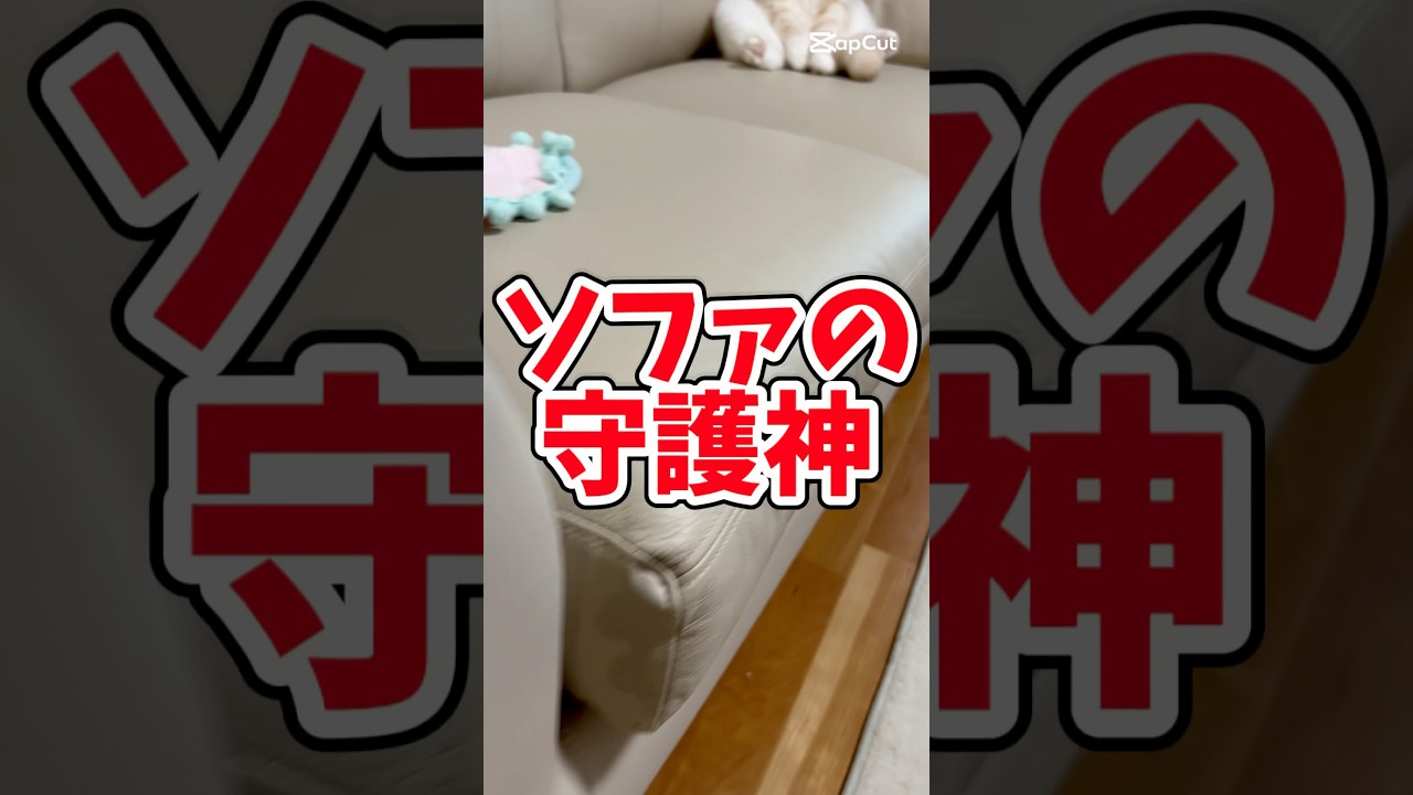 守護神#猫のいる生活 #猫#スコティッシュフォールド #love #バズれ