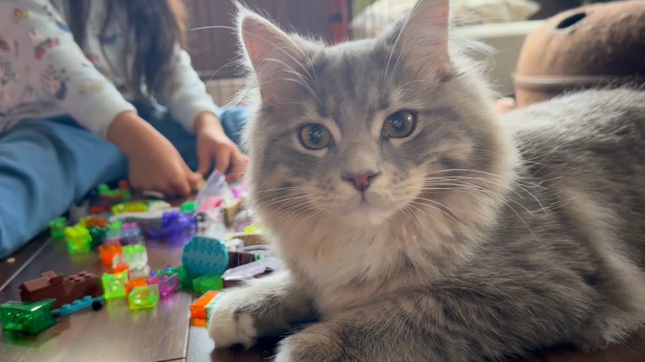 呼ぶと来てくれる猫　ラガマフィン　サイベリアンA cat that will come when you call it. Ragamuffin.Siberian