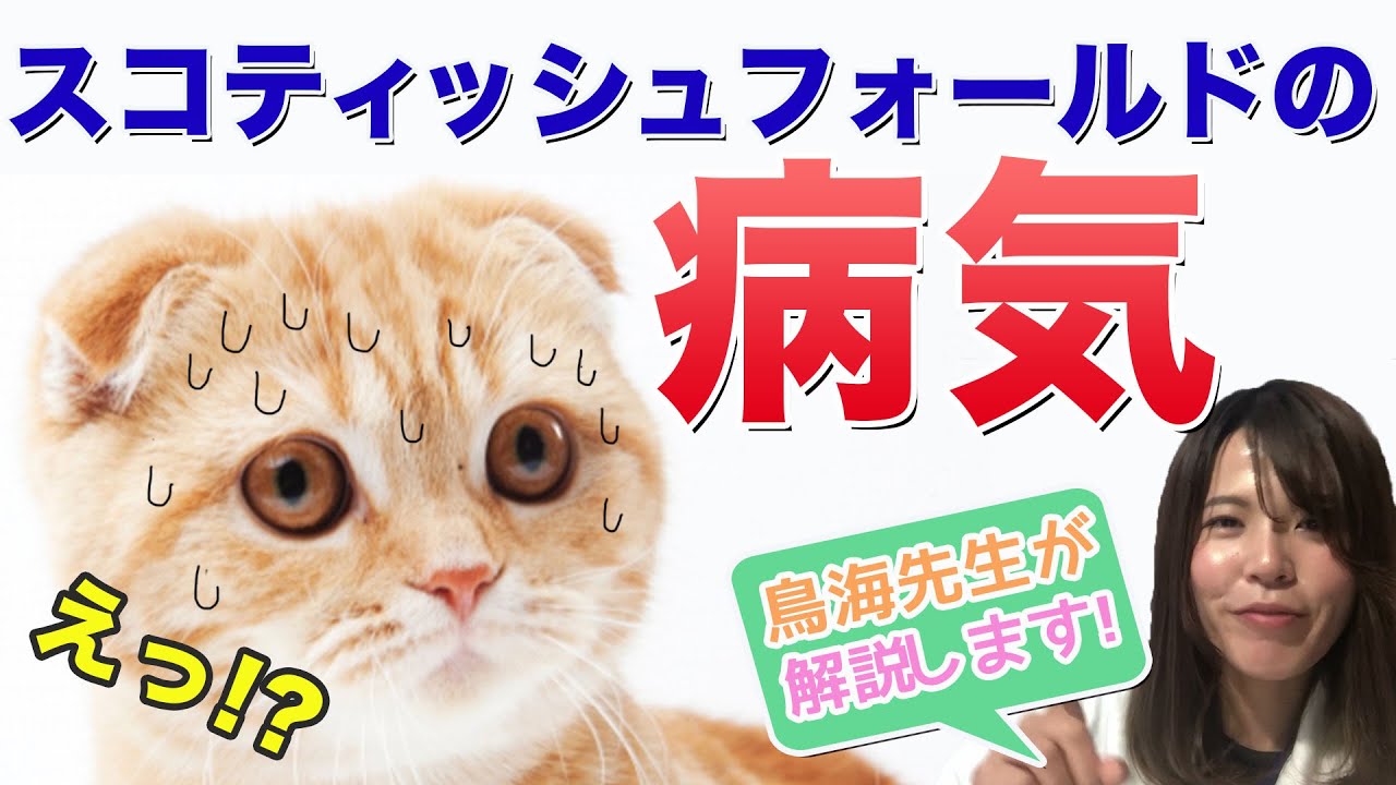 【獣医師解説】スコティッシュフォールドの病気！