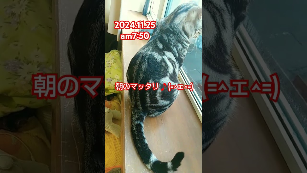 【猫】【ベンガル猫】【オシキャット】【ミックス猫】 #ミックス猫
