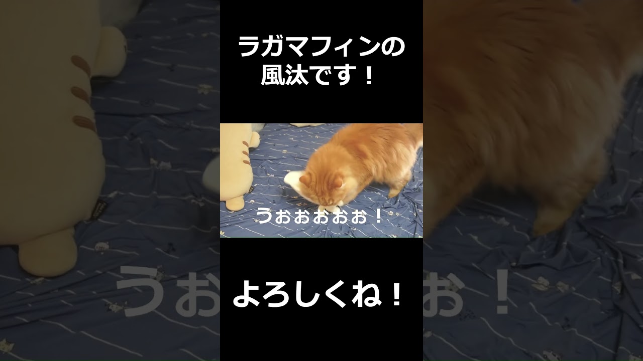 おもちゃで遊ぶネコはかわいい！#ネコ#可愛い#癒し#ラガマフィン #猫