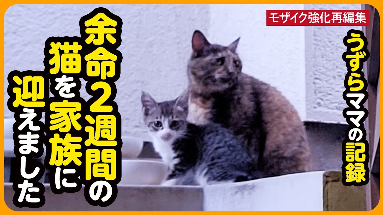 【うずらちゃん】ボロボロの体で子猫を託しに来た母猫さんを…家族に迎えました