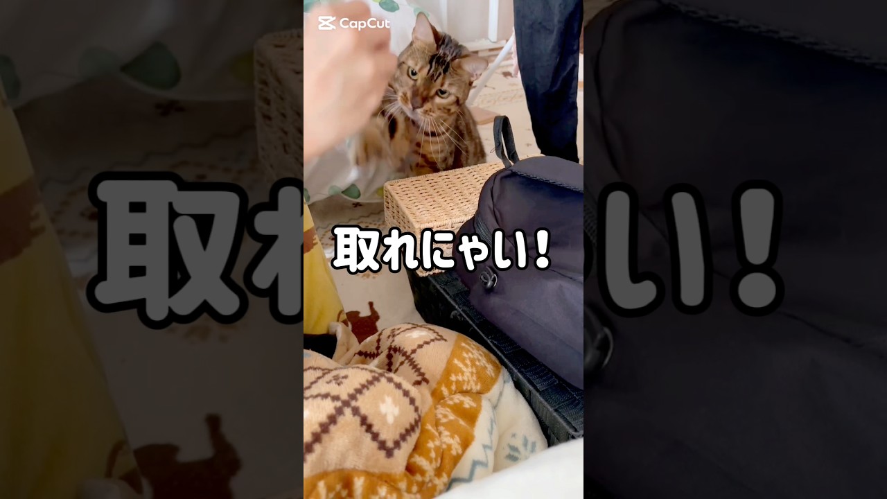 取れにゃい！ #猫 #猫動画 #猫のいる暮らし #ベンガル #cat #fyp #shorts #short