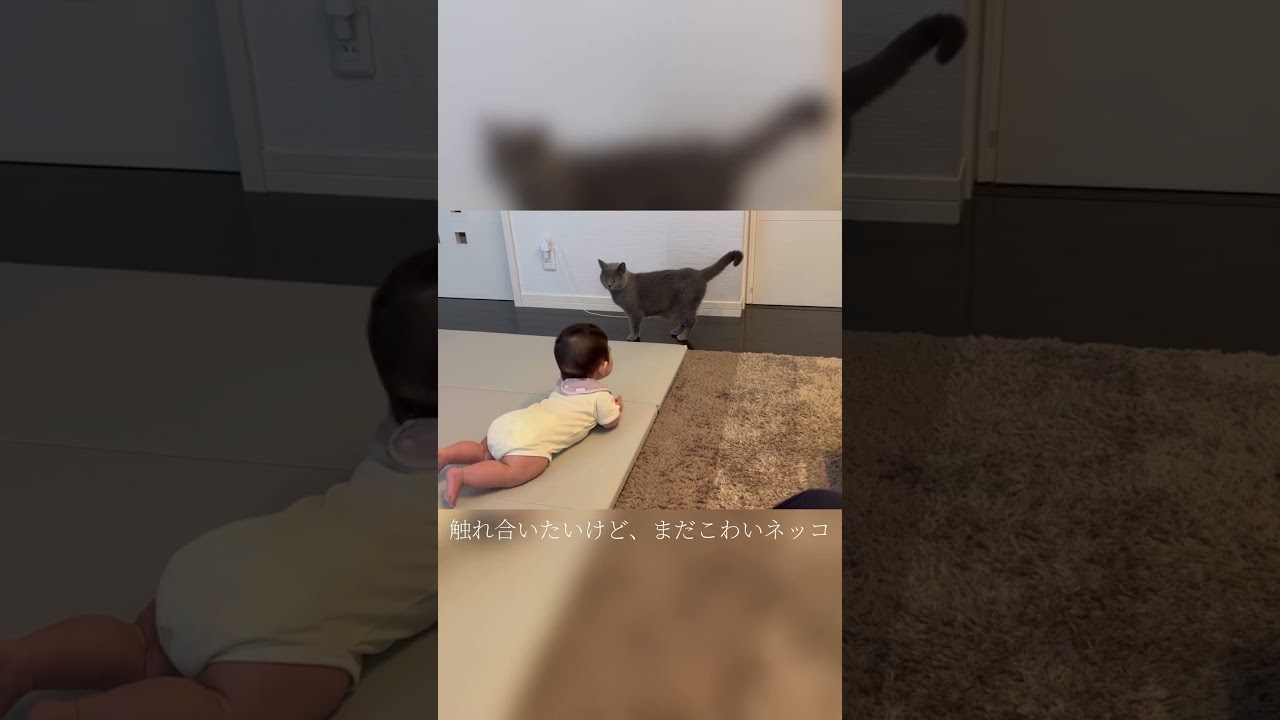赤ちゃんと触れ合いたいけどこわいねこ【シャルトリュー/Chartreux cat】 #cat #shorts