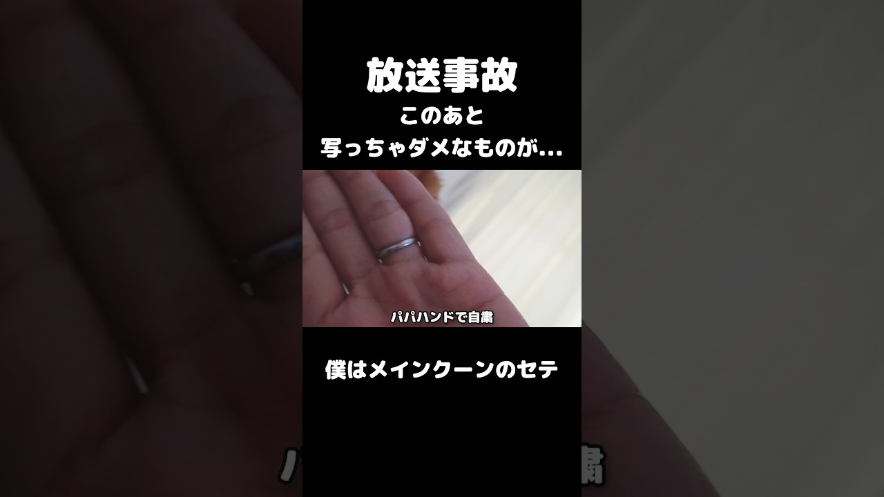 猫の可愛いお◯り #柴犬 みたい #メインクーン #猫のいる生活 #cat #mainecoon #shorts