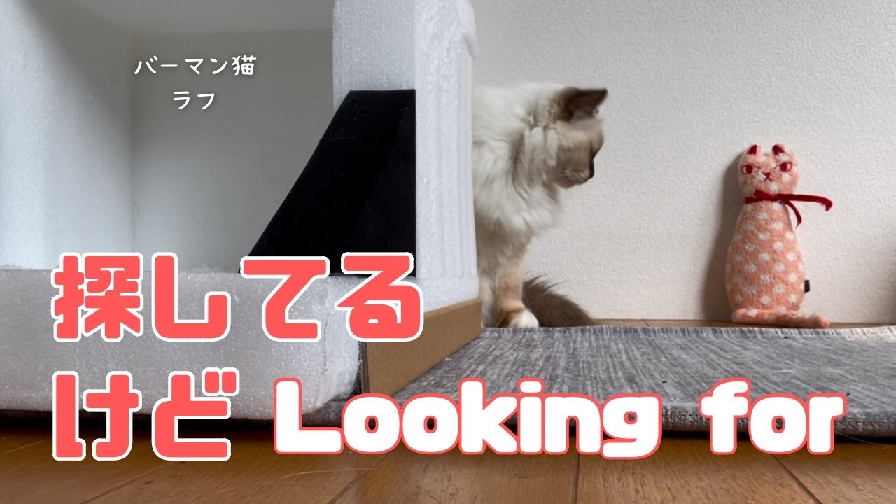 バーマン猫ラフ【探してるけど】Looking for（バーマン猫）Birman/Cat
