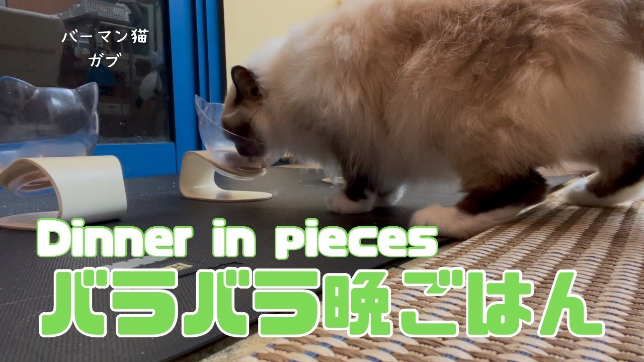 バーマン猫ラフとウリとガブ【バラバラ晩ごはん】Dinner in pieces（バーマン猫）Birman/Cat
