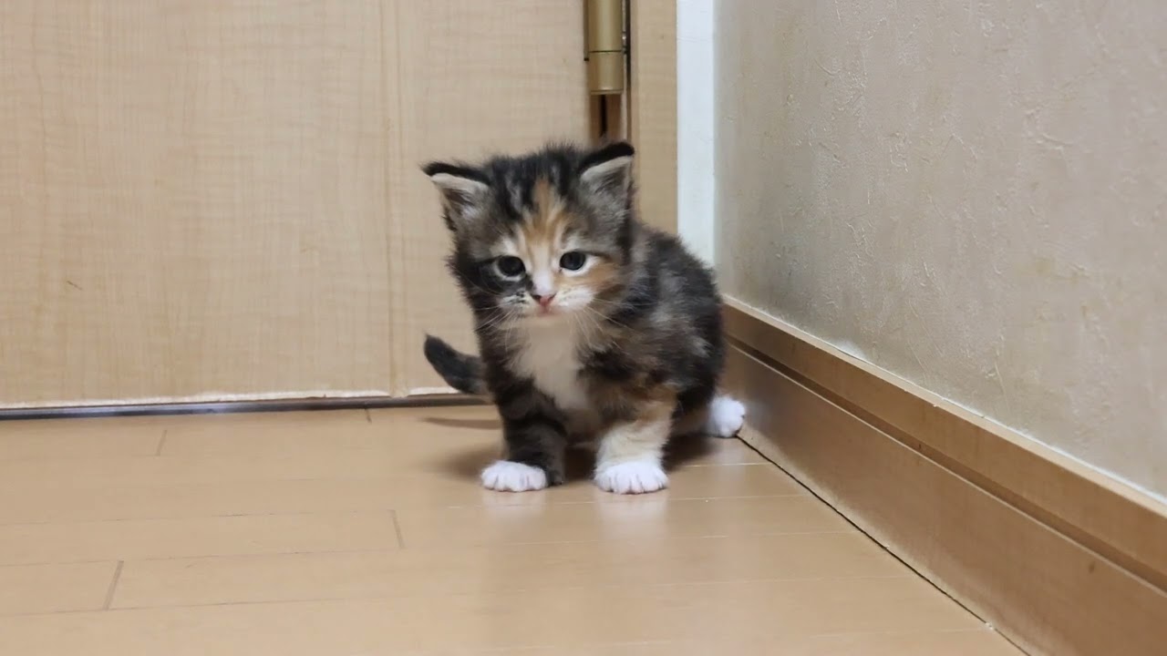 超可愛いメインクーン子猫つばきちゃん