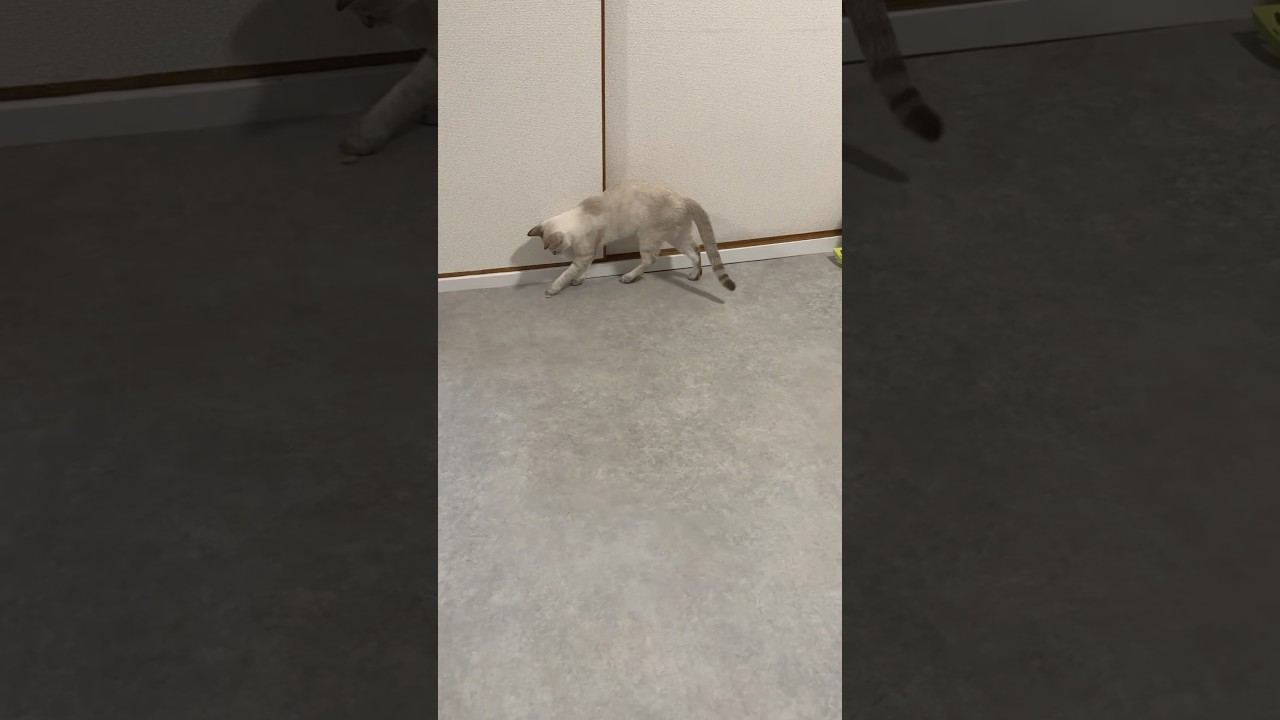 猫砂格闘猫　#元保護猫　#シャムトラ　#シャムミックス　#cat #猫耳 #kitten #シャムmix  #子猫 #猫耳