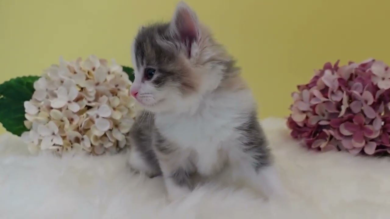 ノルウェージャンフォレストキャット 綺麗な色合いで可愛いお顔をした女の子♪（毛色：ブルーパッチドマッカレルタビー&ホワイト）