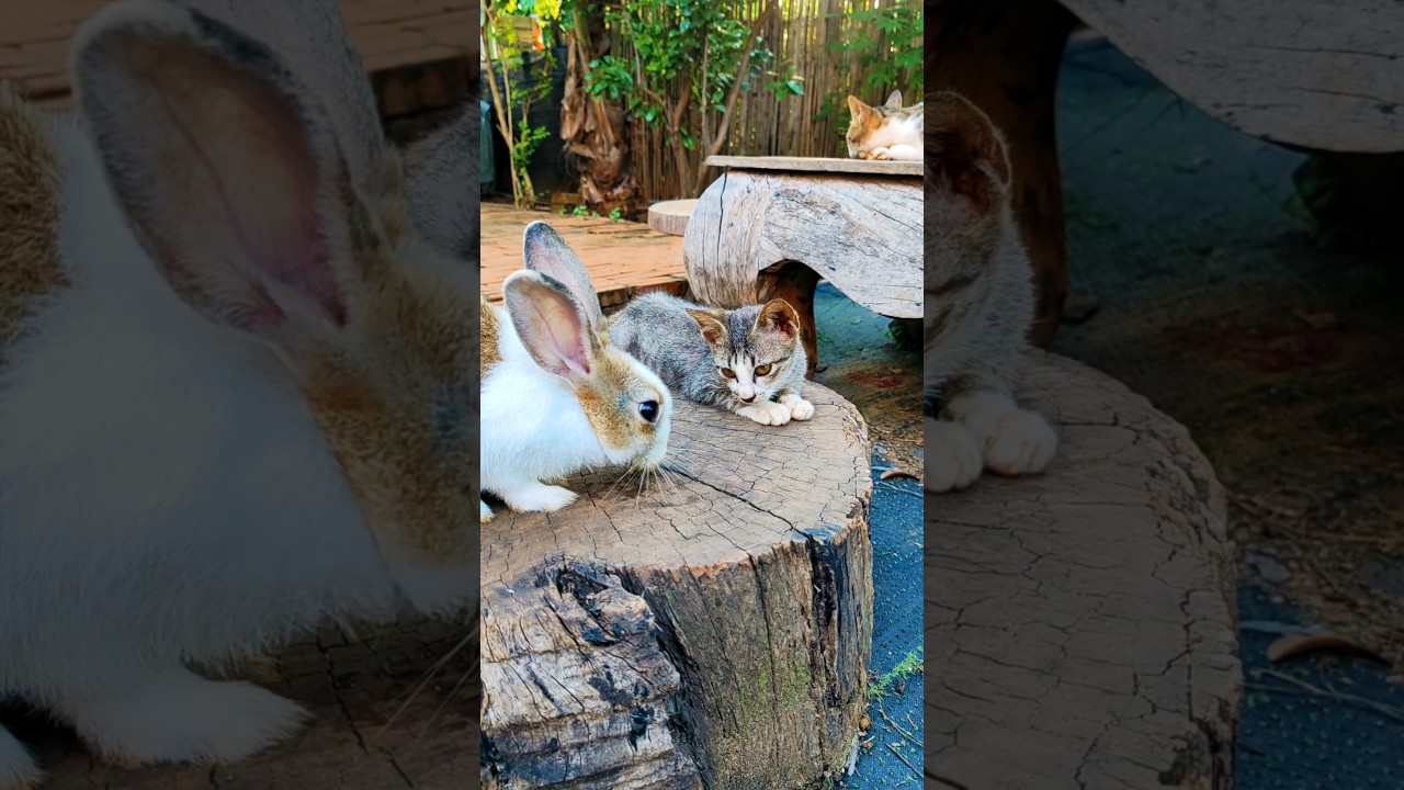 Kitten take care of rabbit #manxkitten #cat #manxcat #cute #funny #kitten