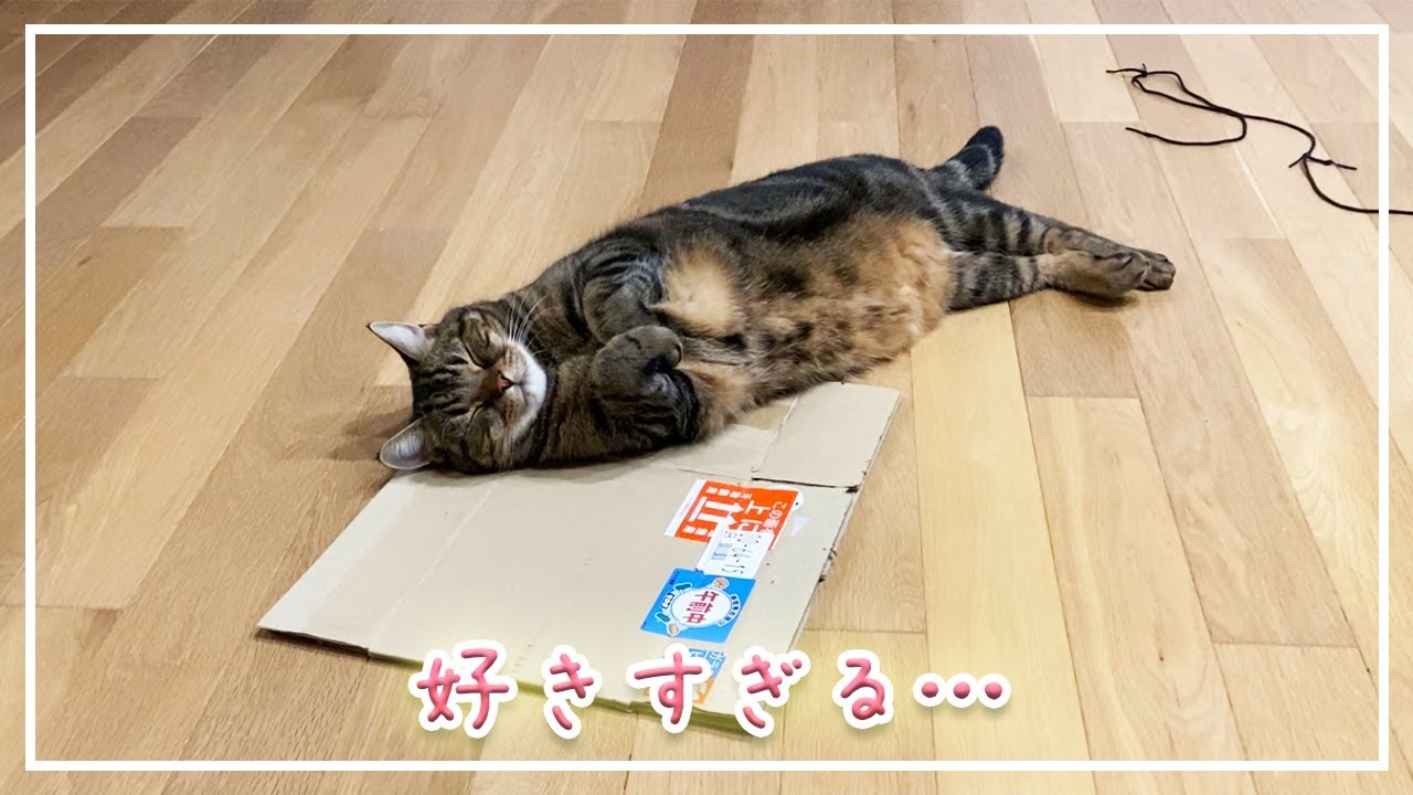 【ほっけ】段ボールが好きすぎる…【アメショ】#猫