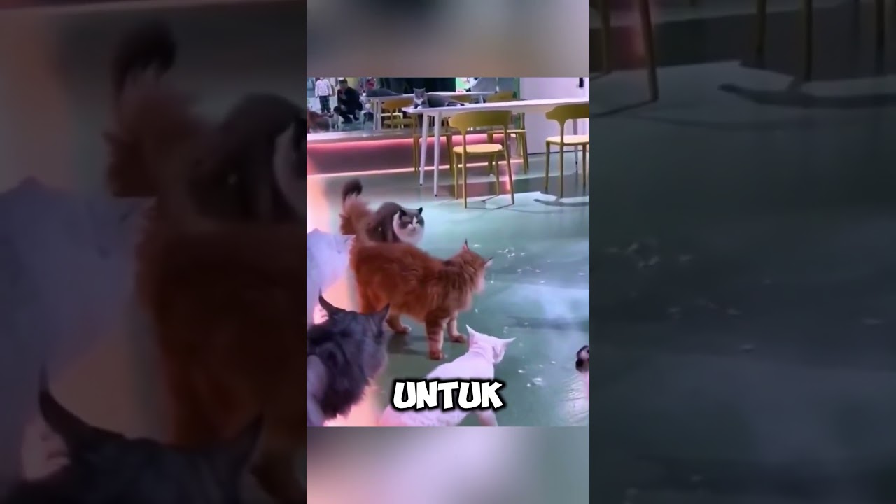 momen oyen melerai temannya yang beranten😾