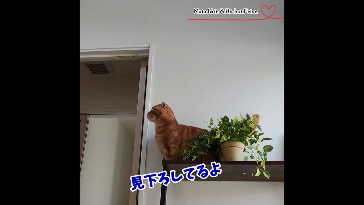 【マンチカン＆ビションフリーゼ】飼い主を上から見下ろす短足猫 【犬と猫、両方飼ってると毎日かわいい♥】