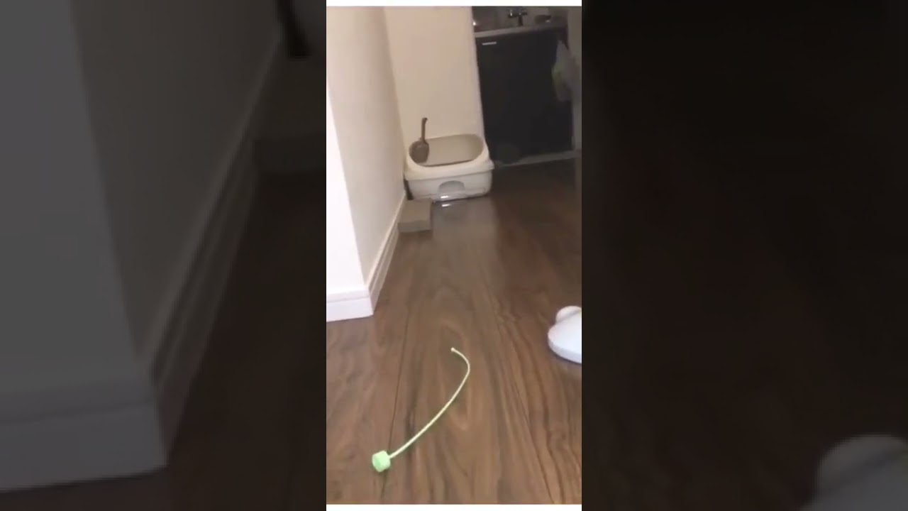 シャルトリュー 子猫 お魚くわえたどら猫ver #shorts