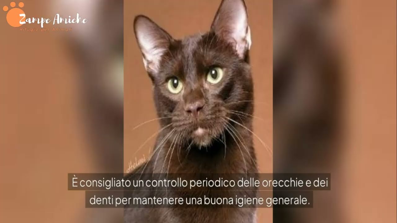 Havana Brown: Il Gatto Dal Pelo Marrone e Fascino Elegante | Guida Completa
