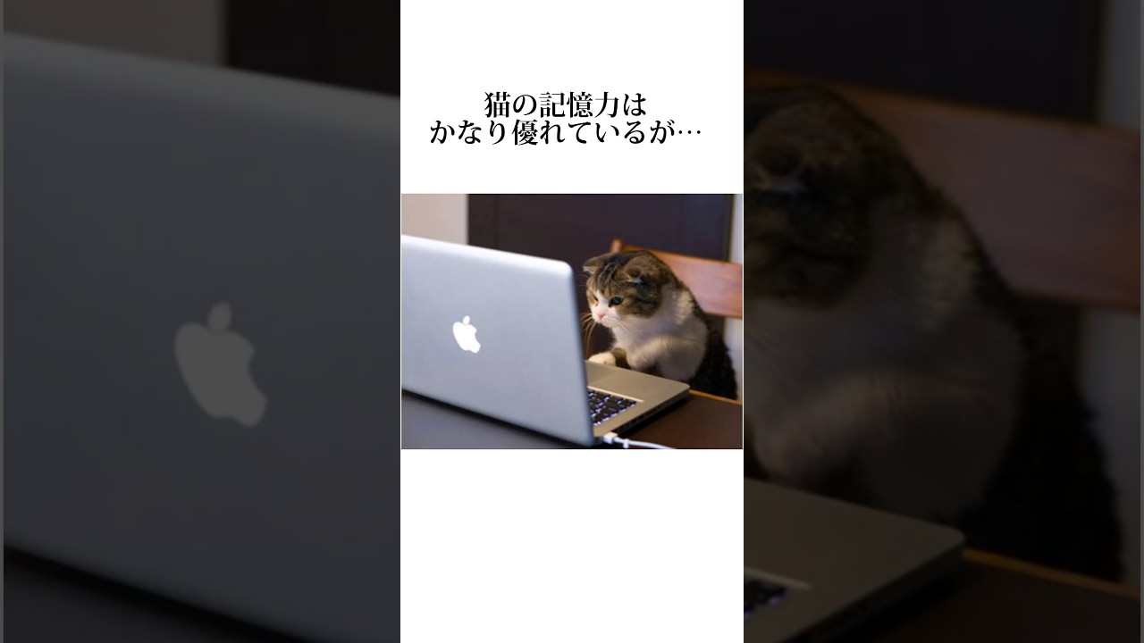 猫のクセが強い秘密が可愛すぎるwww【雑学】ネコの可愛すぎる秘密15選を暴露します🤫#猫#ネコ#キャットフード