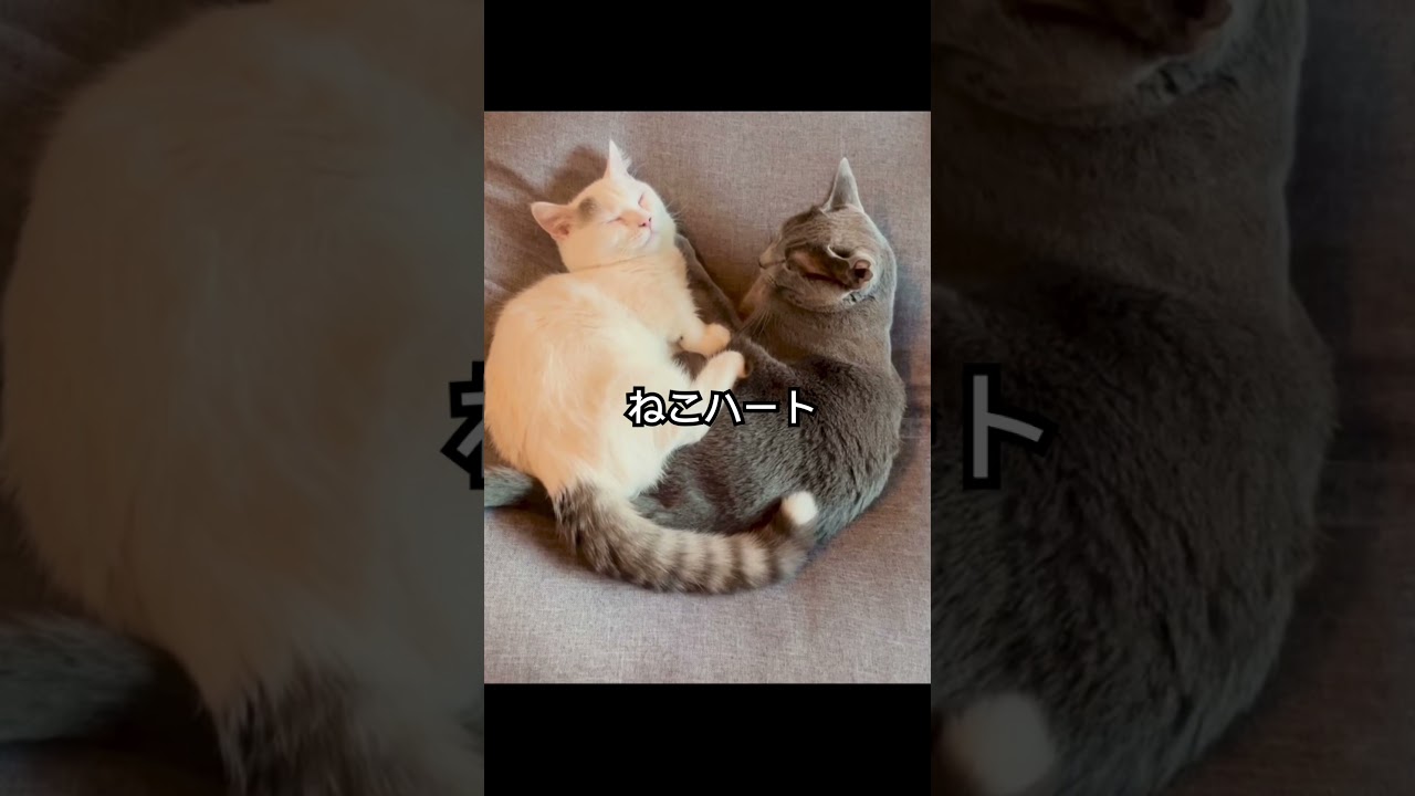 ロシアンブルー|子猫と昼寝をしていたら...ハート形に！|Russian Blue cat