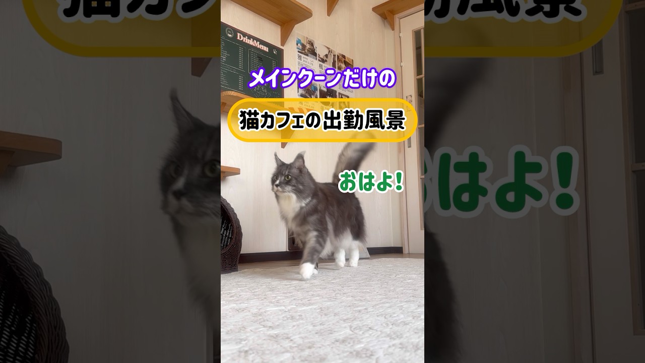メインクーンだけの【猫カフェの出勤風景】#cat #cooncat #もふ