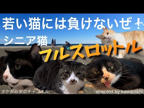 【若い猫には負けないぜ！シニア猫フルスロットル】シニア猫の可愛さ爆発ですよ。