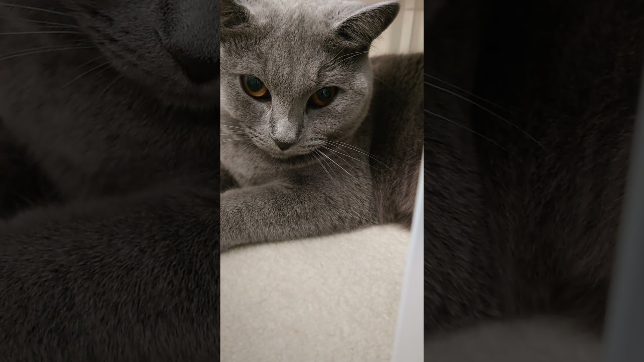 【猫動画】肉球をご堪能ください #shorts #猫 #ネコ #シャルトリュー #cat #ねこ #保護猫