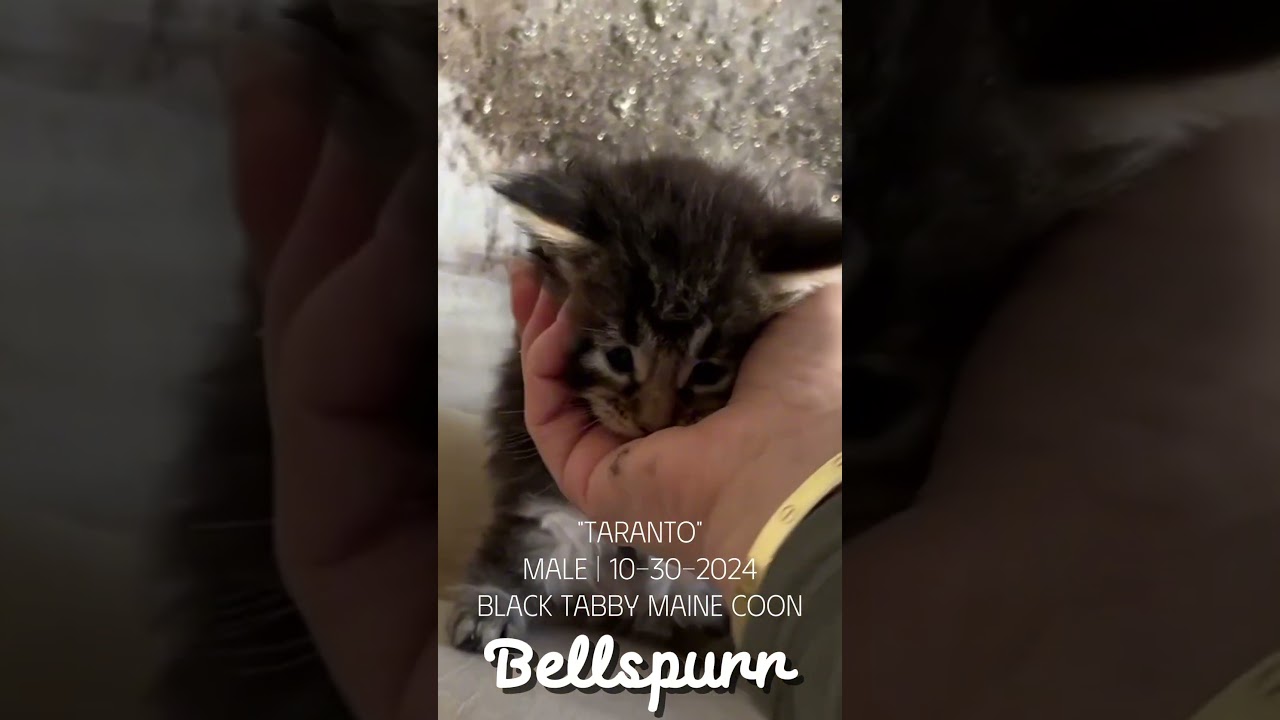 Bellspurr Black Tabby Maine Coon #mainecoonkittens #mainecooncattery