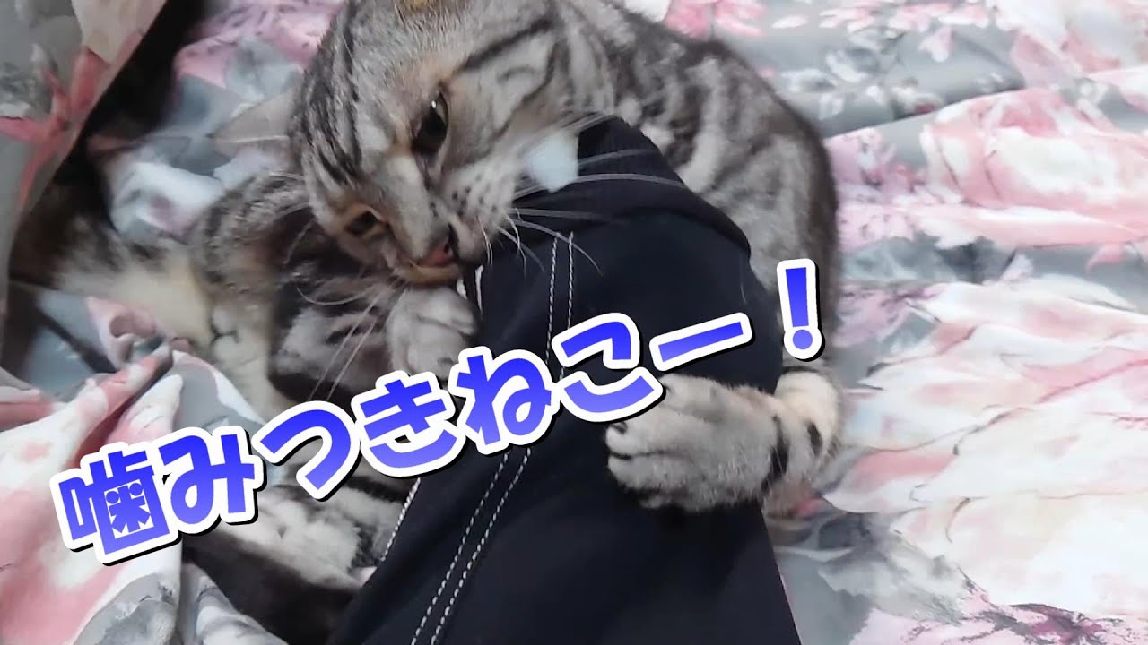 噛みつきねこー！猫が襲ってくるぞー（アメリカンショートヘア）